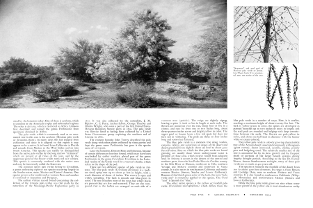 THE PALO VERDE