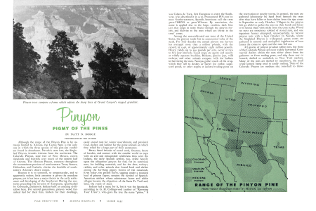 Pinyon trees compose a frame which softens the sharp lines of Grand Canyon's rugged grandeur.