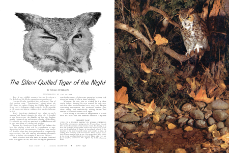 THE SILENT QUILLED TIGER OF THE NIGHT
