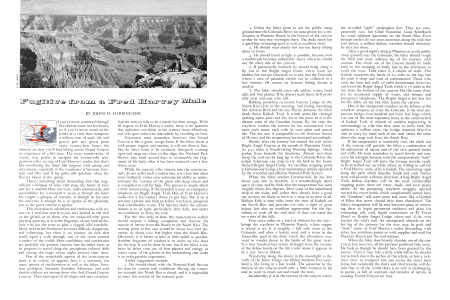 Fugitive from a Fred Harvey Mule