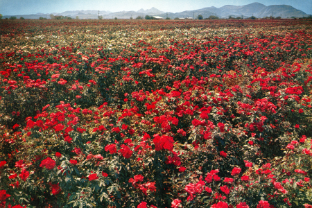 ARIZONA-AMERICA'S ROSE GARDEN