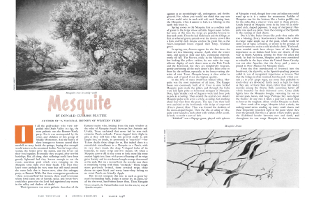 Mesquite tree in sandy wash