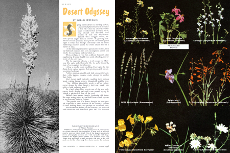 Desert Odyssey