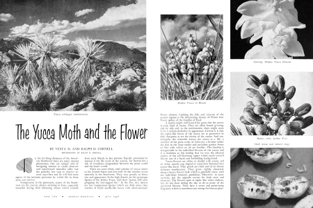 THE YUCCA MOTH AND THE FLOWER