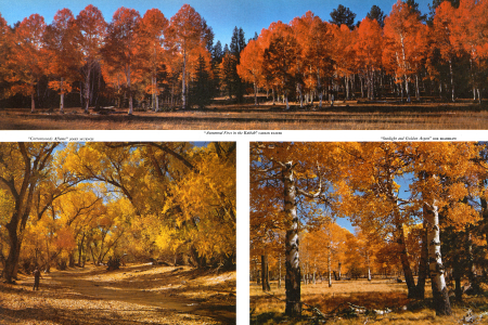 "Cottonwoods Aflame"