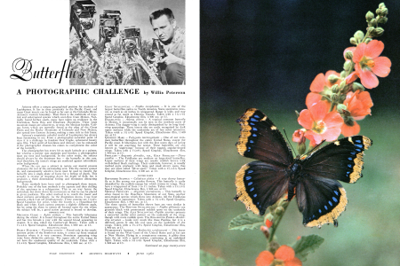 Butterflies: A Photographic Challenge