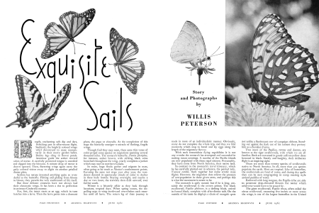 Exquisite sails