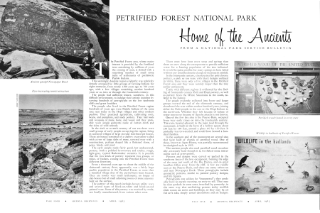 Petrified Forest National Park: Home of the Ancients