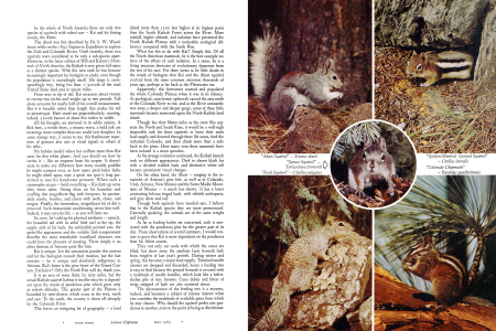 KAI - THE STORY OF ARIZONA'S OWN KAIBAB SQUIRREL