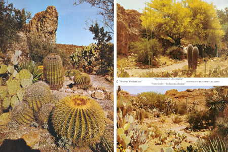 DESERT GARDEN