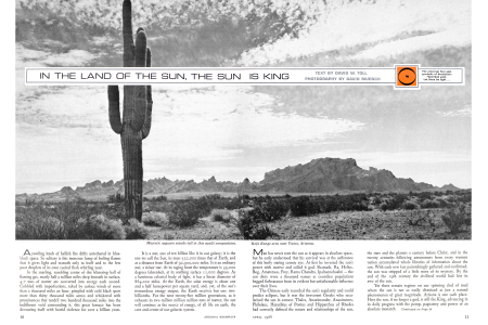 Majestic saguaro stands tall in this sunlit composition.