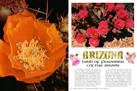Arizona, Land of Flowering Cactus Jewels