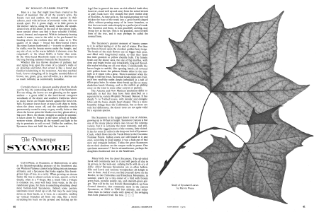 THE SYCAMORE