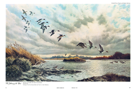 PINTAILS, KILLDEER AND GREAT BLUE HERON