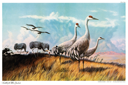Sandhills of the Willcox Grasslands