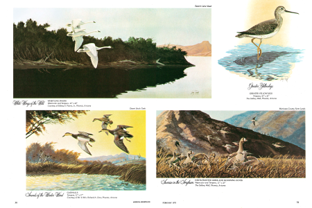 WHISTLING SWANS