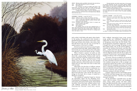 AMERICAN EGRET AND VERMILLION FLYCATCHER