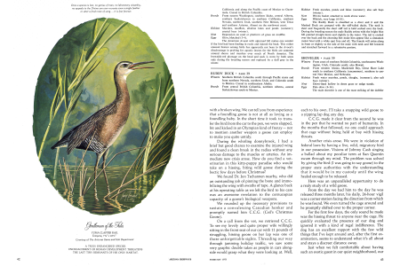 YUMA CLAPPER RAIL