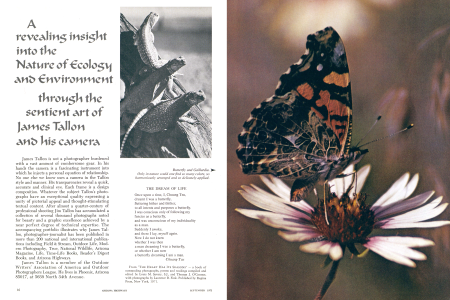 Butterfly and Gaillardia.