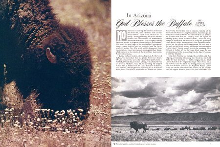In Arizona God Blesses the Buffalo
