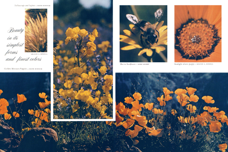 Yellowcups and lupine