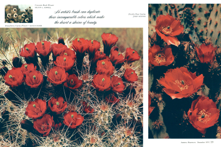 Creosote Bush Flower