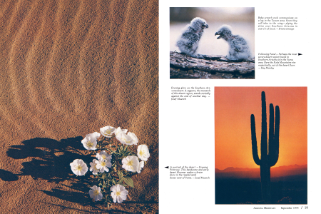 Southern Arizona in Focus