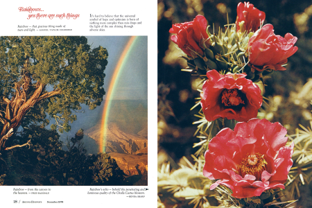 Rainbow - from the canyon to the heavens. - FRED RAGSDALE

Rainbow's echo - behold the penetrating and luminous quality of the Cholla Cactus blossom. -RENDA SHARP