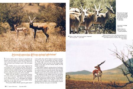 Arizona's Amazing African Animal Adventure