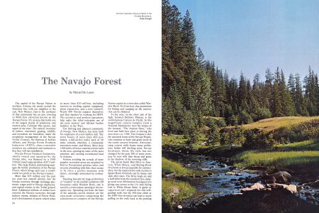 The Navajo Forest