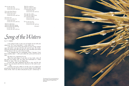 sparkling droplets of rain cling to the spines of a desert cactus.