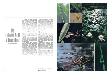 Life in Linberg Pond, in all its myriad forms and simple complexities, creates a dazzling color composition.