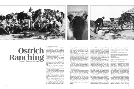 Ostrich Ranching