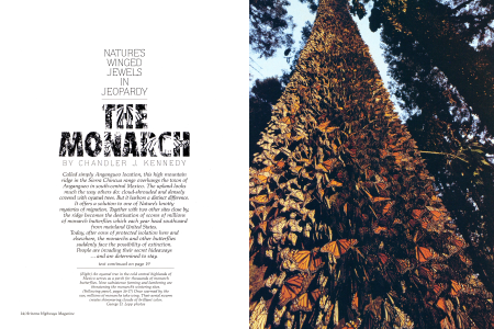 An oyamel tree in the cold central highlands of Mexico serves as a perch for thousands of monarch butterflies.