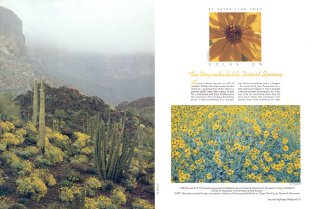 Focus On: The Unpredictable Desert Spring