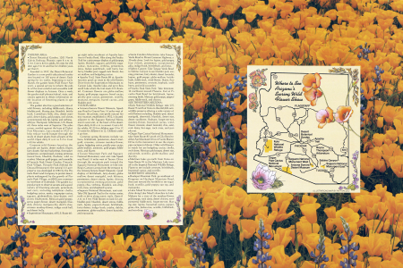 Where to See Arizona's Spring Wild Flower Show