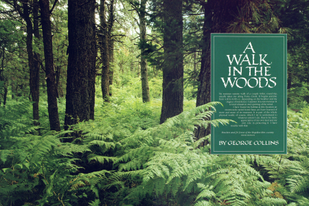 A WALK IN THE WOODS