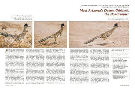 The adaptable roadrunner prefers hotfooting along the ground to flying. This wary bird seems to be checking both directions for oncoming cars before crossing the road.