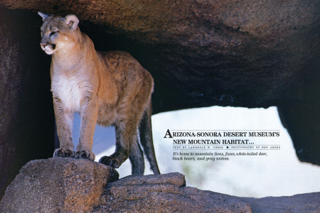 New at the Desert Museum: A Unique Mountain Habitat