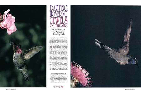 Glistening iridescence on the wing, a male Anna's hummingbird flits from one bright flower to another in search of nourishment.
