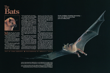 The Bats
