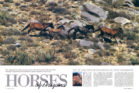 Horses of Arizona