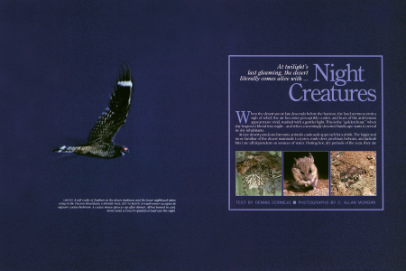A soft rustle of feathers in the desert darkness and the lesser nighthawk takes wing in the Tucson Mountains.