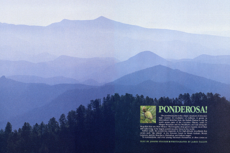Ponderosa!