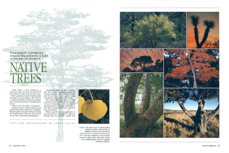 The aspen leaf: in fall its golden radiance enhances the beauty of bighland forests.