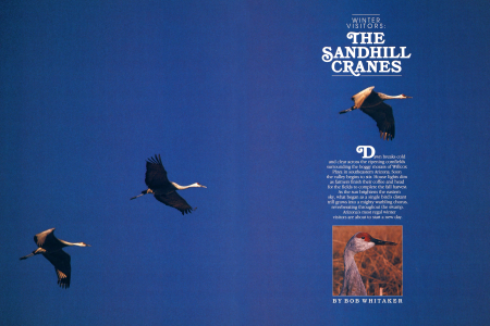 Winter Visitors: The Sandhill Cranes