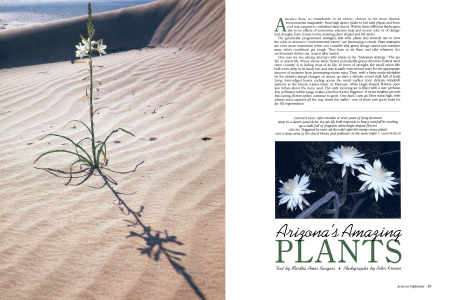 Arizona's Amazing Plants