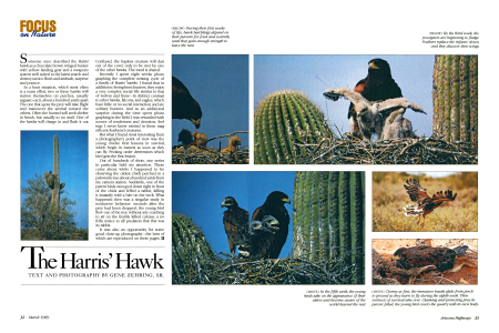 Focus on Nature: The Harris' Hawk