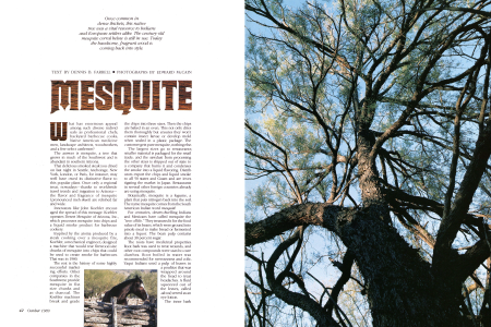Mesquite: The Southwest's Tree of Life