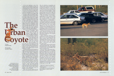 The Urban Coyote